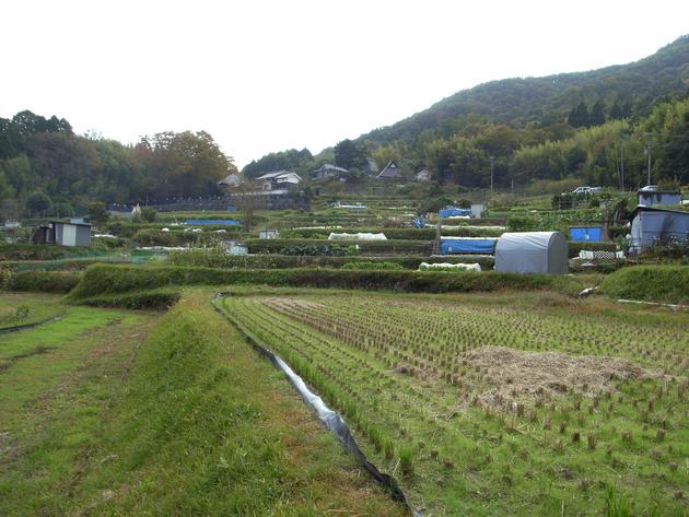 赤松の棚田の写真