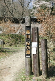 黒川大槌桜の森のエドヒガン