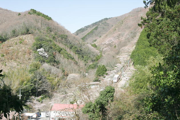 山林のエドヒガンの写真