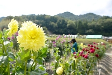 開花している黄色いダリア