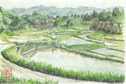 水田
