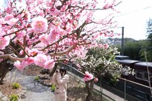 梅の花の様子