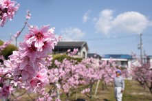 川西市の桃畑の写真