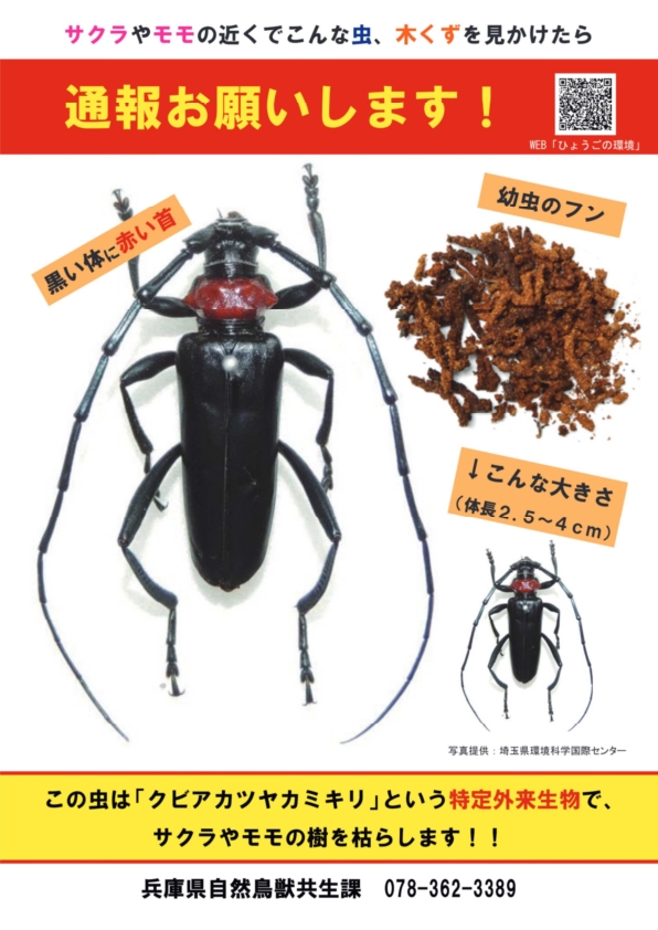 クビアカツヤカミキリを見つけたら通報をお願いします。
