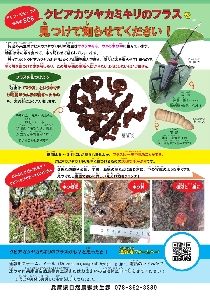 クビアカツヤカミキリのフラスを見つけて知らせてください