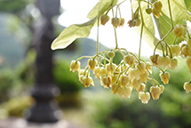 甘く穏やかな香りを放つ菩提樹の花が開花