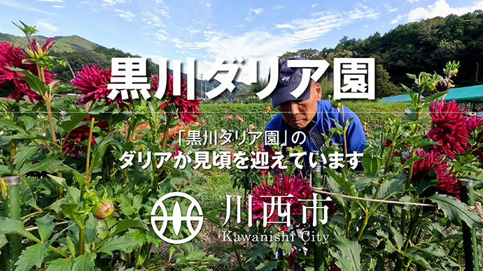 黒川の里山を彩るダリアが満開