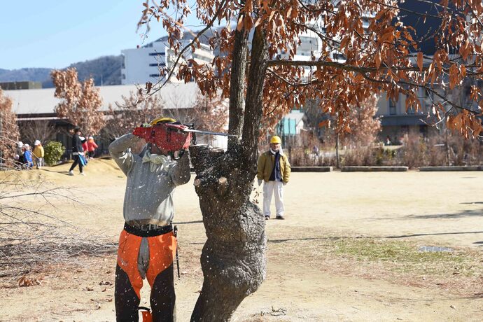 キセラ川西せせらぎ公園内の台場クヌギを剪定している様子